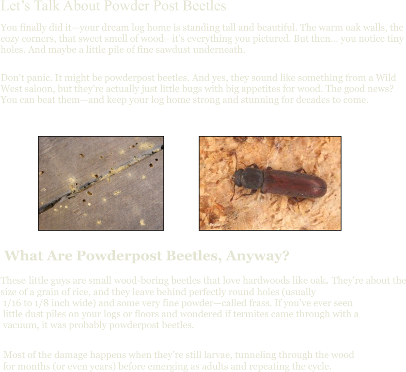 Let’s Talk About Powder Post Beetles You finally did it—your dream log home is standing tall and beautiful. The warm oak walls, the cozy corners, that sweet smell of wood—it’s everything you pictured. But then… you notice tiny holes. And maybe a little pile of fine sawdust underneath. Don't panic. It might be powderpost beetles. And yes, they sound like something from a Wild West saloon, but they’re actually just little bugs with big appetites for wood. The good news? You can beat them—and keep your log home strong and stunning for decades to come.  What Are Powderpost Beetles, Anyway? These little guys are small wood-boring beetles that love hardwoods like oak. They're about the size of a grain of rice, and they leave behind perfectly round holes (usually   1/16 to 1/8 inch wide) and some very fine powder—called frass. If you’ve ever seen     little dust piles on your logs or floors and wondered if termites came through with a    vacuum, it was probably powderpost beetles.  Most of the damage happens when they’re still larvae, tunneling through the wood   for months (or even years) before emerging as adults and repeating the cycle.